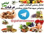 اینستلگرام | اینستاگرام + تلگرام | InsTelegram | Instagram + Telegram