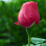 اینستلگرام | اینستاگرام + تلگرام | InsTelegram | Instagram + Telegram